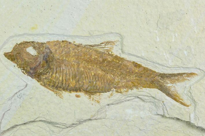 Fossil Fish (Knightia) - Green River Formation #122782